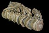 Articulated Ichthyosaurus (Stenopterygius) Vertebra - Germany #92579-2